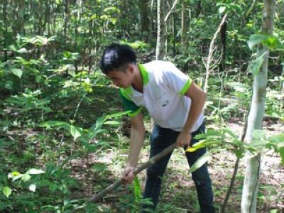 โครงการปลูกป่าเฉลิมพระเกียรติ